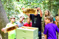 FOA Bee Hive June 2019